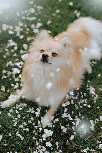 Pomeranian dog, small dog, lying on grass, white flowers, adorable fluffy dog, outdoor pet, cute dog, pet photography, dog in flowers, fluffy Pomeranian, grass and flowers