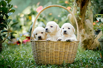 puppies in a basket, Labrador Retriever puppies, cute puppies, outdoor puppies, basket with puppies, Labrador puppies, outdoor basket, cute Labrador puppies, puppies sitting, outdoor setting, puppy basket