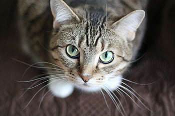 short-coated gray cat, tabby cat, green eyes, close-up portrait, long whiskers, cat face, animal photography, pet photography, domestic cat, feline, whiskers