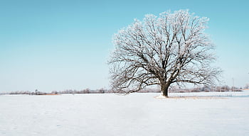 strom pokrytý sněhem, zasněžené pole, Osamělý dub, zimní krásy, jasné modré nebe, Snow-pokrytý strom, zimní krajina, Snow-pokrytý dub, zimní scenérie, zasněžený strom, zimní pole