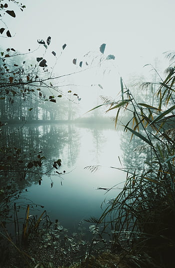 nebligen See, Sonnenaufgang, Reflexionen, still, üppige Flora, natürliche Schönheit, friedliche Bilder, heiter, Ruhe, Stille, grün