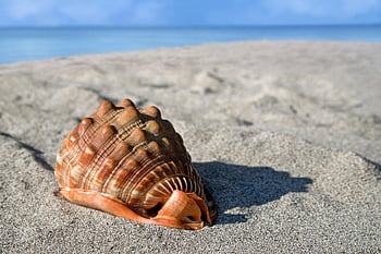 sea Shell, giant Conch, cypraeacassis Rufa, clam, gastropod, beach, sand, nature