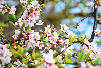 kirsebærblomster, hvite kronblad blomster, vårblomster, friske grønne blader, blomstrende grener, Klar vårhimmel, Lyse kirsebærblomster, blomstrende plante, Våren blomstrer, naturfotografering, våren landskap