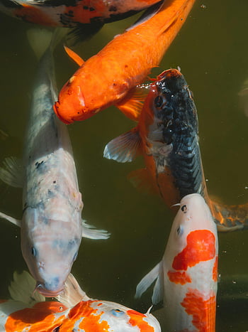 colorful Japanese carps, swimming, water pond, koi fish, vibrant patterns, serene pond, Osaka, Japan, aquatic life, nature photography, decorative fish