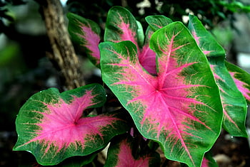 caladium, plants, garden, flora, nature
