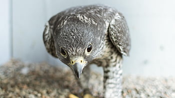 Falke, Blendung, Vogel, Schnabel, Falknerei, Adler, Raubtier, Raubvogel, Tierwelt, Jäger, Natur
