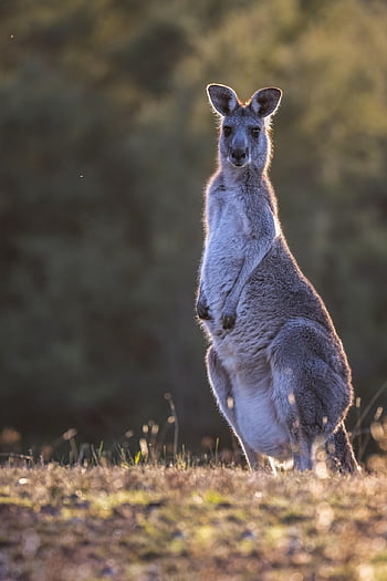Kanguru kelabu timur, kanguru, berkantung, macropus giganteus, mamalia, macropod, margasatwa, hewan, herbivora, fauna, fotografi satwa liar