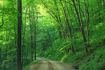green tree, beside roadway, daytime, forest path, lush foliage, natural scenery, outdoor landscape, serene environment, tree-lined road, vibrant greenery, woodland view