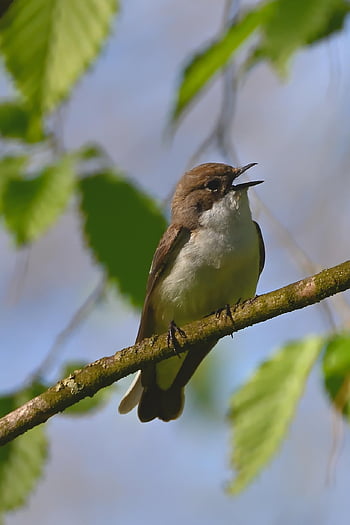 pied Flycatcher, bird, animal, feathers, plumage, beak, nature, wildlife, avian, park, songbird