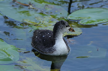 cooties, bird, waterfowl, beak, water Lilies, swimming, pond, nature, koet, coot, young Coot