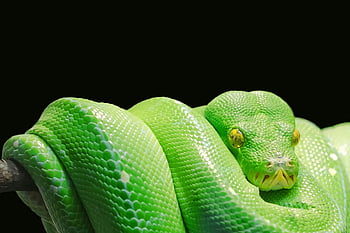 Green Snake, vibrant green, tree python, Morelia viridis, coiled, branch, black background, close-up, reptile, wildlife, nature