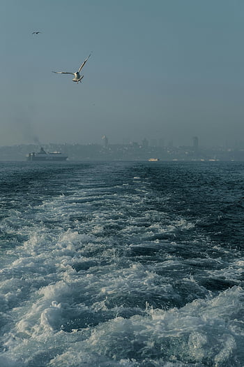 seagull, flying, Bosphorus, Istanbul skyline, maritime scenery, boat wake, motion capture, sea bird, coastal view, cityscape, water trail