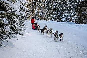 dogs, sled, musher, winter, snow, neige