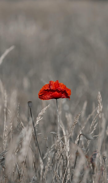 poppy, phone Wallpaper, flower, meadow, wild, nature, summer, hd Wallpaper