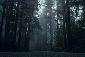 nebligen Wald, launischer Wald, Auf hohe Bäume, dichter Nebel, Twilight -Szene, Forststraße, Atmosphärische Landschaft, nebliger Wald, Naturfotografie, Serene Wald, Twilight Forest