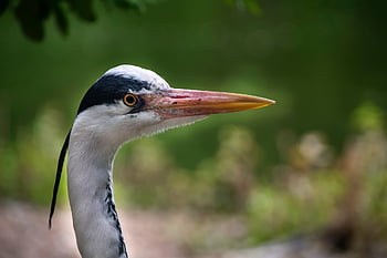 bird, heron, ornithology, species, fauna, avian, wildlife, beak, animal, pen, nature