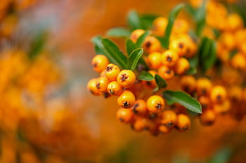 firethorn, berry, ornamental Shrub, fruit, orange, shrub, leaves, plant, pyracantha Angustifolia, bush, nature