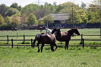 horses, animals, mammals, equine, ranch, farm, pasture, meadow, grass, trees, nature