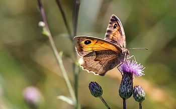 Schmetterling, Blume, bestäuben, Bestäubung, Insekt, geflügeltes Insekt, Blumentapete, Schmetterlingsflügel, blühen, Flora, Fauna
