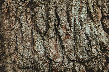 brown tree trunk, oak tree bark, tree bark texture, natural patterns, detailed close-up, rugged oak tree, tree trunk texture, bark texture, tree bark close-up, oak tree, tree trunk