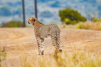 ghepardo, animale, safari, gatto, gatto selvatico, grande gatto, felino, natura, Ghepardo sudafricano, mammifero, animale domestico