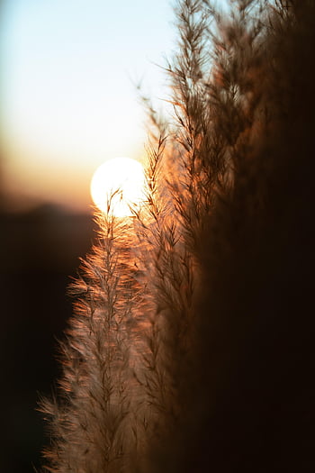 trees, sunset, sunrise, sun, nature, aesthetic, mountains, summer, landscape, cute, retro