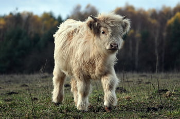 cattle, horns, animals, breeding, nature, autumn, field, pasture, white, calf