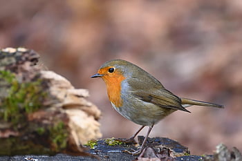 robin, bird, winter, wildlife, songbird, plumage, ornithology, bird Watching, close Up, nature