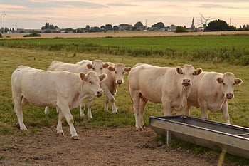 køer, dyr, landdistrikterne, trug, natur, Mark, gård, husdyr, eng, landskabet, aften