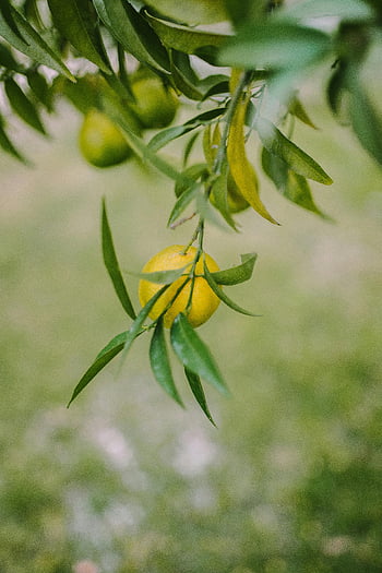 lemon, tree, close-up, vibrant, hanging, lush green leaves, outdoor setting, citrus fruit, branch, nature, garden