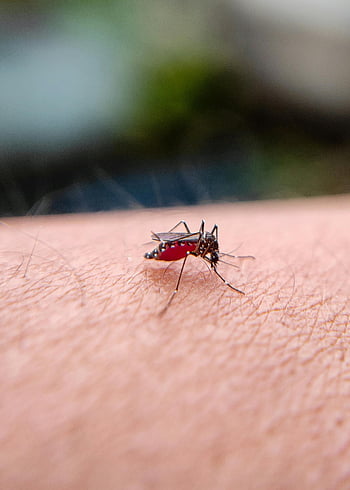 mosquito, human skin, close-up, feeding, Bilaspur India, high-resolution, insect, bite, macro, pest, blood-sucking