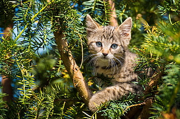 cat, kitten, pet, tree, tabby, mackerel, kitty, young Cat, head, cat Face, fur