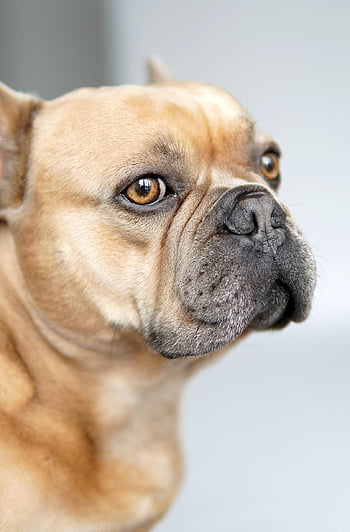 bulldog francese, cane, ritratto, sfondo, animale, carina, occhi, vista, naso, barba, pelliccia