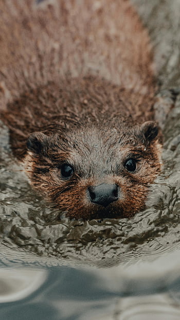 cute otter, wild otter, swimming otter, lake otter, creek otter, adorable otter, curious otter, wet fur, nature scene, water animal, wildlife photography