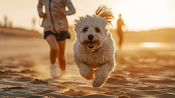 bichon, pláž, štěstí, Příroda, radost, zvíře, hra, závod, letní, moře, rodina