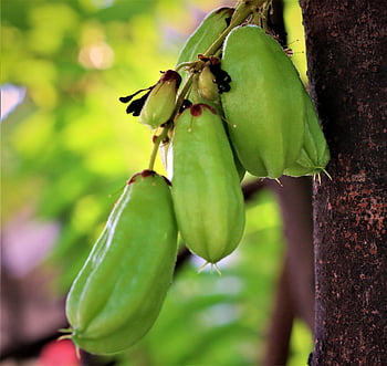 bilimbi, fruits, food, averrhoa Bilimbi, green Fruits, tree, plant, organic, nature, closeup, fruit