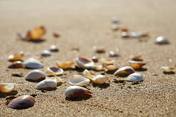 seashells, sandy beach, close-up photography, natural beauty, sunny beach, scattered shells, selective focus, beach shells, seashell collection, beach photography, coastal scenery