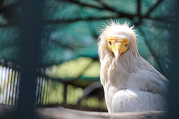 fågel, påfågel, Zoo, papegoja, natur, djur-, struts, fjäderdräkt, fjäder, Uggla, huvud