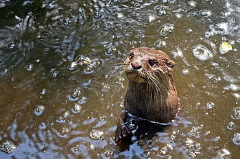 animal, common Otter, nature, mammal, species, fauna, habitat, lutra Lutra, mustelids, fur, swamp