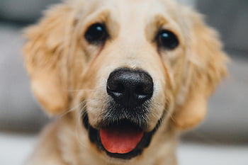 short-coated brown dog, dog, brown, short-coated, pet, animal, cute, friendly, canine, puppy, fur