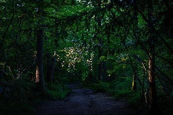 dark, forest, background, trees, path, park, morning, green, hike, journey, explore