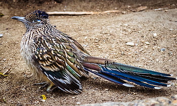 Roadrunner, sonoran Wüste, Südwesten, Vogel, Vogelkunde, Spezies, Fauna, Tier
