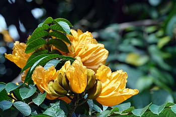 yellow, flower, flora, nature, african Tulip Tree, spathodea Campanulata