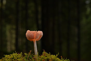jamur cakram, lumut, jamur, jatuh, hutan, lantai hutan, merapatkan, cahaya, alam