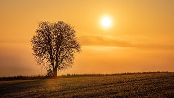 tramonto, campo, albero, erba, prateria, albero singolo, crepuscolo, sole al tramonto, cielo, natura, nebbia