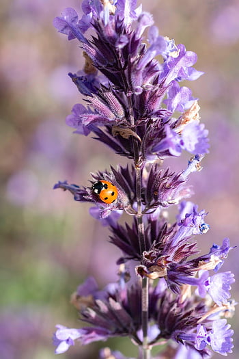 ladybug, purple Flowers, pollination, garden, plant, nature, insect, close Up