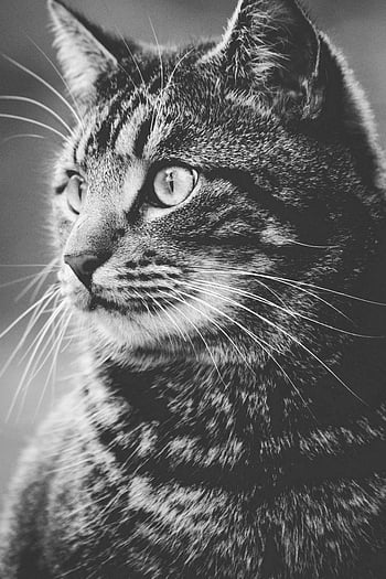sort og hvid kat, tabby kat, gråtoner fotografering, nærbillede portræt, katte øjne, kat whiskers, Detaljeret kattefoto, Monokrom kat, dyr fotografering, pet fotografering, katteportræt