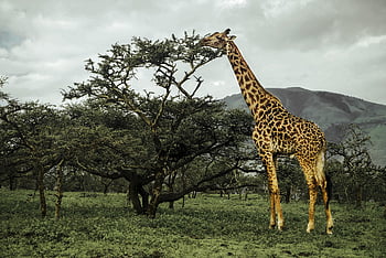 jerapah, sabana, Afrika, serengeti, tanzania, hewan, cadangan, alam, liar, safari, mamalia