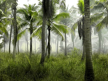palm trees, jungle, tropical, green, grass, nature