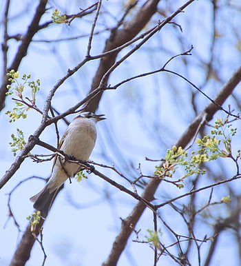 moineau, oiseau, animal, observation des oiseaux, ornithologie, le monde animal, la nature, faune, forêt, des arbres